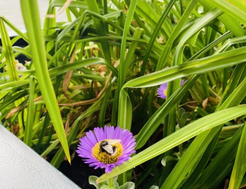 Town centre beds ‘Blooming Brightly’ thanks to donation of colourful perennials